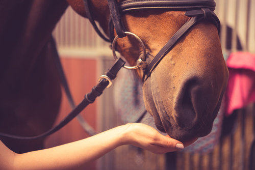 The Benefits of Equine Therapy