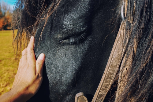 Equine Therapy for Treatment